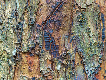 Organische textuur van boomschors – Natuurlijke abstractie