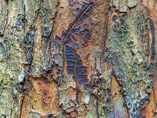Organische textuur van boomschors – Natuurlijke abstractie