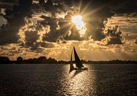 In the evening sun
