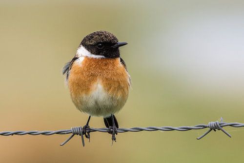 Red-breasted Stonechat
