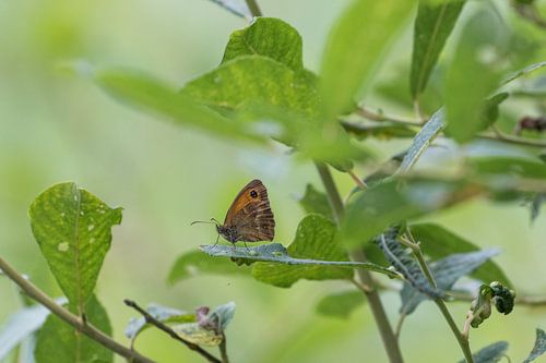 Oranje zandoogje tussen de bladeren