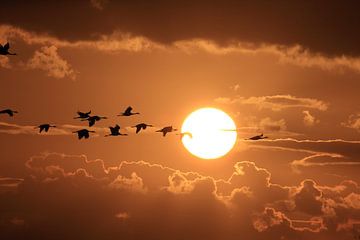 Zonsondergang Kranen Zingst Oostzee Duitsland van Frank Fichtmüller