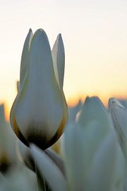 Tulipe blanche sur Christel Smits