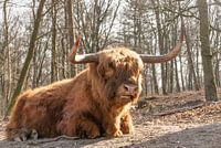 Prachtige Schotse Hooglander
