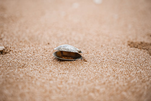 Mossel