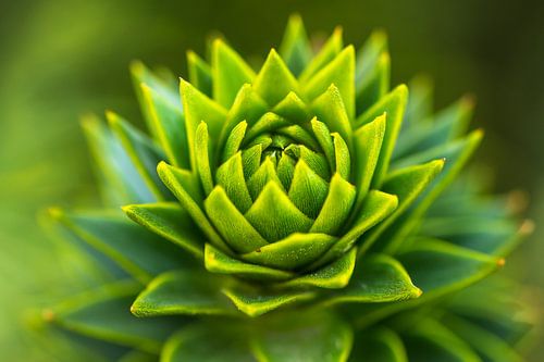 Close-up van een scheut van de Chileense pijnboom