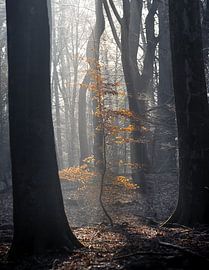 Light in the Silence - Enchanted Forest Moment by Hendrik Karremans