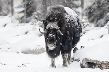 Krachtige gehoornde stier onder zware sneeuw in het bos. Ijsgehoornde poolreliëf van de ijstijd hari van Michael Semenov