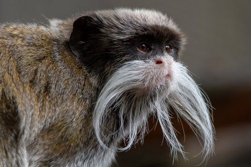 Keizertamarin heeft 't naar z'n zin