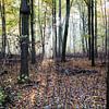 Forêt d'Amsterdam sur Frank Hendriks