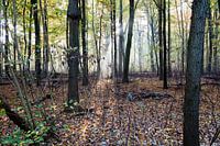 Amsterdam Forest