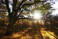 Shine through
