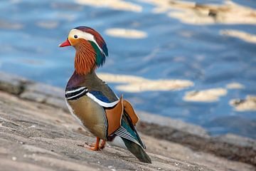 Mandarin duck 4 by t.ART