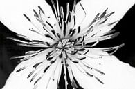 fleur blanche en noir et blanc par Klaartje Majoor Aperçu