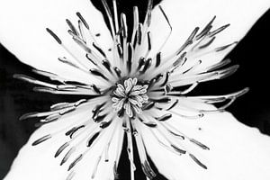 fleur blanche en noir et blanc sur Klaartje Majoor