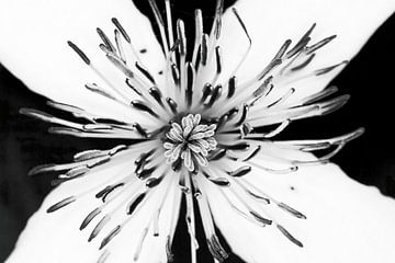 witte bloem in zwart-wit van Klaartje Majoor