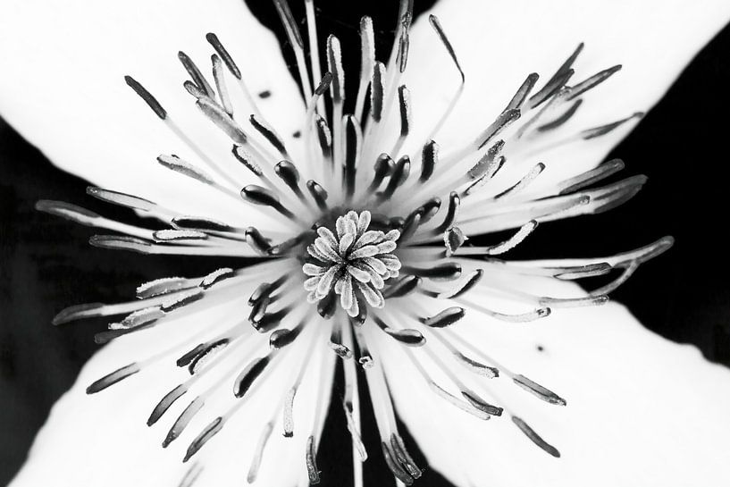 fleur blanche en noir et blanc par Klaartje Majoor