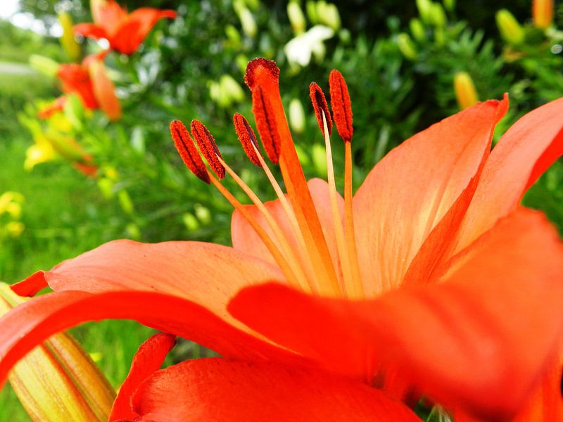 Lily by Jellie van Althuis