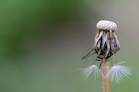 Verval verwekt zijn eigen schoonheid.