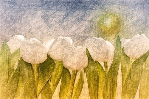 Witte tulpen