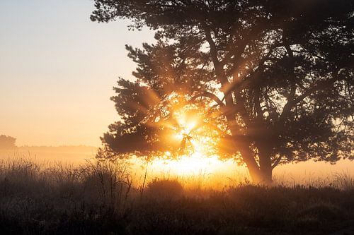 Terlet heathland part 12