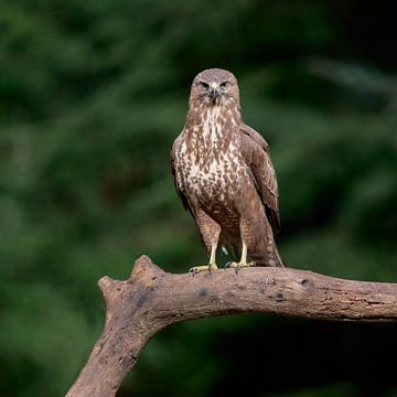 Buizerd op tak van Wim van der Meule