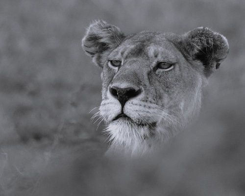 Portrait de lionne noir et blanc
