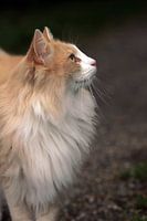 Orange cat