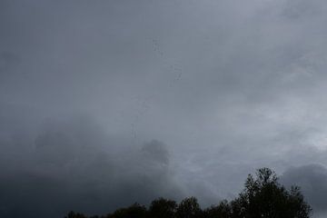 Moody wolkenlucht met vogels - fotografie print van Laurie Karine van Dam