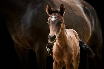 Foal and mare by Thomas Marx