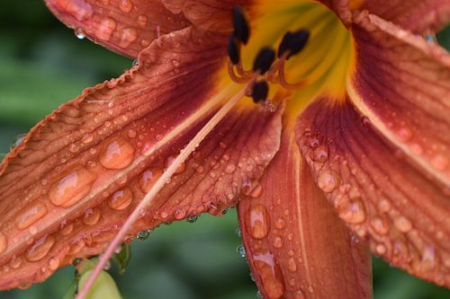 Een bloem in de tuin na de regen