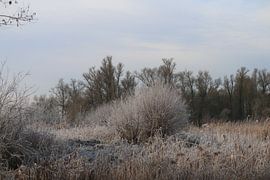 December in Biesbosch by Tatjana Korneeva