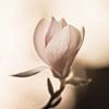 De lichtheid van de magnolia van Regina Steudte | photoGina