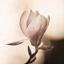 De lichtheid van de magnolia van Regina Steudte | photoGina thumbnail