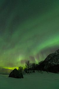 Nordlichter, Polarlicht oder Aurora Borealis im nächtlichen Himmel über den Lofoten Inseln in Nord-N
