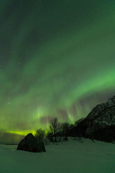Noorderlicht in de nacht boven de Lofoten in Noord-Noorwegen van Sjoerd van der Wal Fotografie