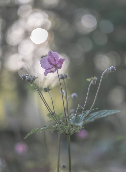 flowers part 176 by Tania Perneel