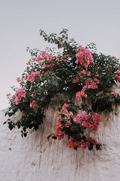 Roze bloemen | Mexico van Roanna Fotografie