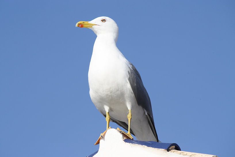 meeuw in Benidorm von Lukas van der Burg