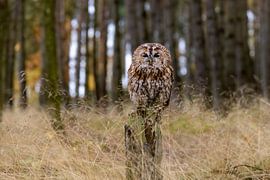 A tawny owl on a tree trunk by Teresa Bauer