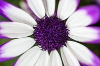 Violette Eisblume (Nahaufnahme)