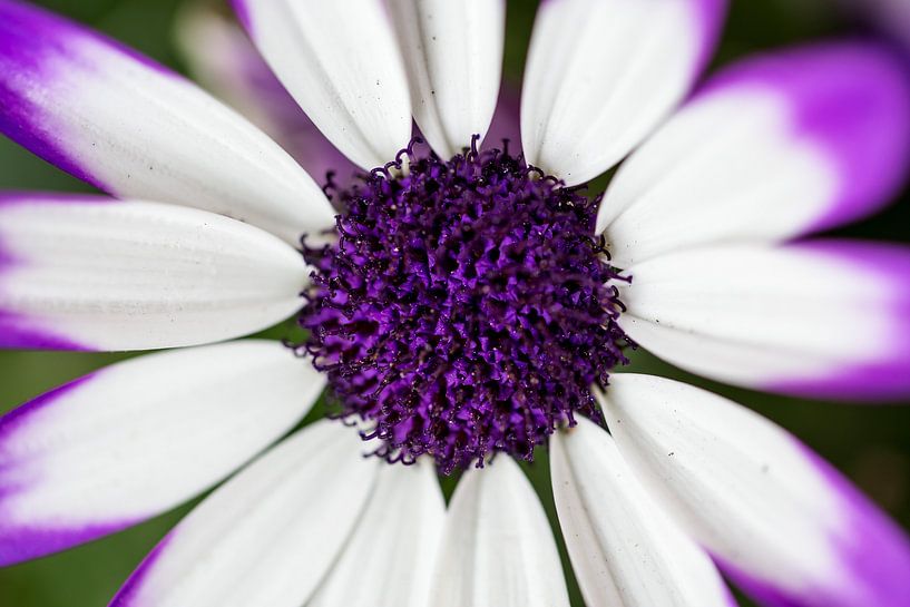 Paarse ijsbloem (close-up) van Vinanda Voncken