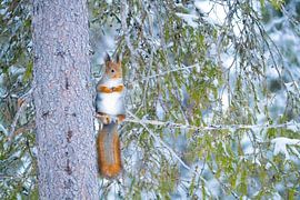 Eekhoorn van Sam Mannaerts