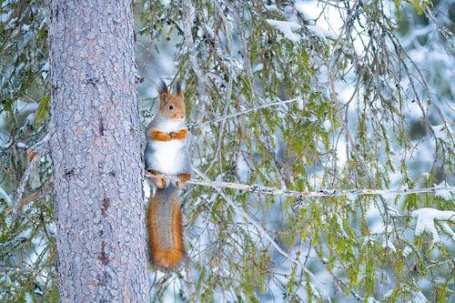 Écureuil