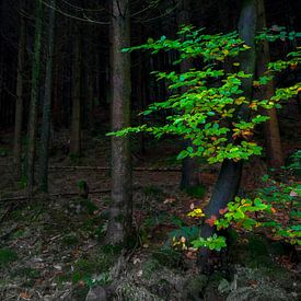 Dunkler Wald grünen Akzent von Peter Bolman