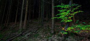 Dunkler Wald grünen Akzent