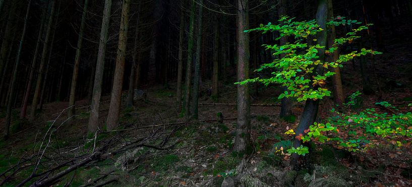 Dark forest green accent by Peter Bolman