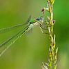 Dragonfly in shades of green by Roosmarijn Bruijns
