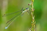 Libelle in groentinten