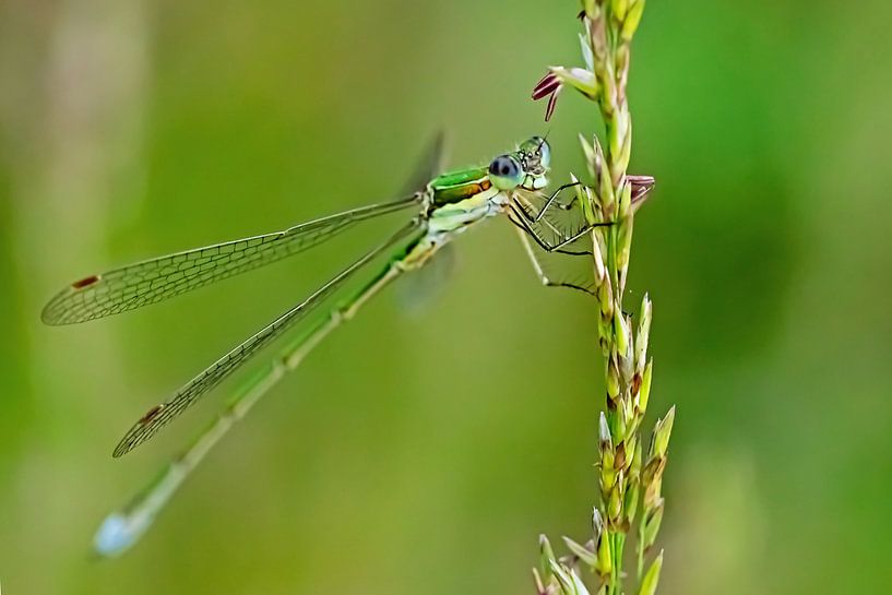 Libelle in Grüntönen von Roosmarijn Bruijns